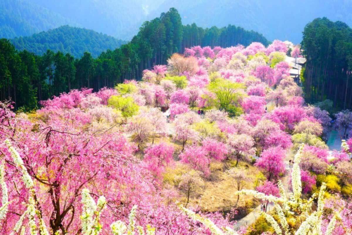 blog「行きたい場所。桜を感じたい。」_02