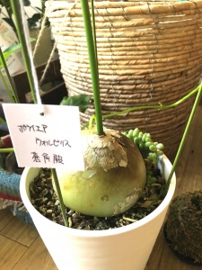 蒼角殿(ソウカクデン)