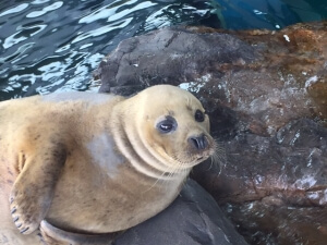 品川水族館