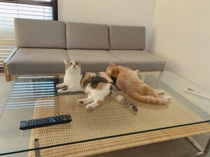 猫と家具