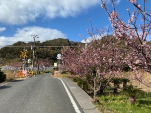 元朝桜